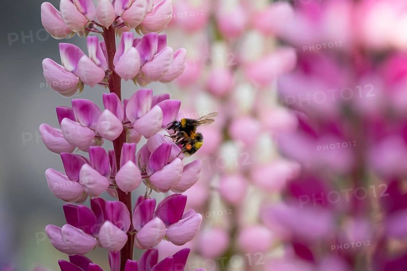 Buff tailed bumblebee (Bombus terrestris) adult bee insect feeding on a garden Lupin flower in summer, England, United Kingdom