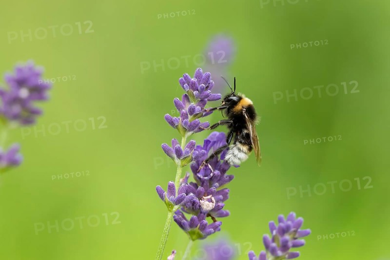 Buff tailed bumblebee (Bombus terrestris) adult bee insect feeding on a garden English lavender flower in summer, England, United Kingdom