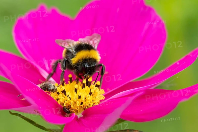 Buff tailed bumblebee (Bombus terrestris) adult bee insect feeding on a garden Cosmos flower in summer, England, United Kingdom