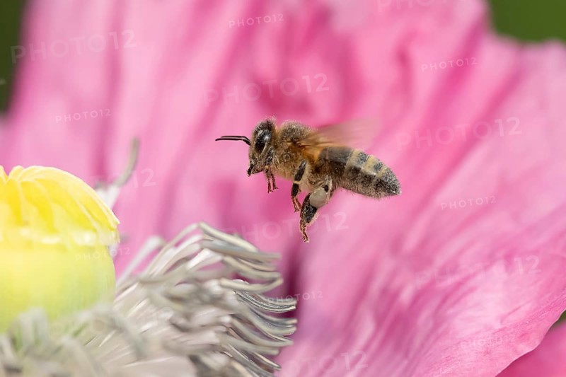 Honey bee (Apis mellifera) adult insect flying towards a garden poppy flower in summer, England, United Kingdom