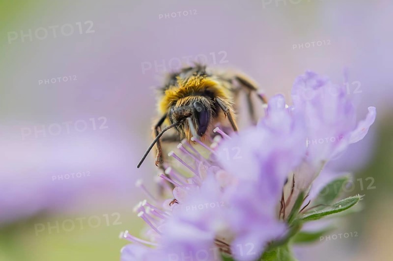 Buff tailed bumblebee (Bombus terrestris) adult bee insect feeding on a Field scabious flower in summer, England, United Kingdom