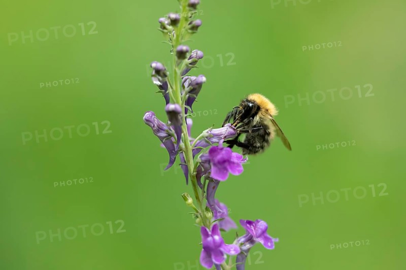 Common carder bumblebee (Bombus pascuorum) adult bee insect feeding on a garden Toadflax flower in summer, England, United Kingdom