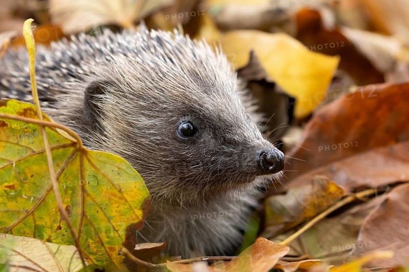 European hedgehog (Erinaceus europaeus) adult animal emerging from a pile of fallen autumn leaves in a garden, England, United Kingdom