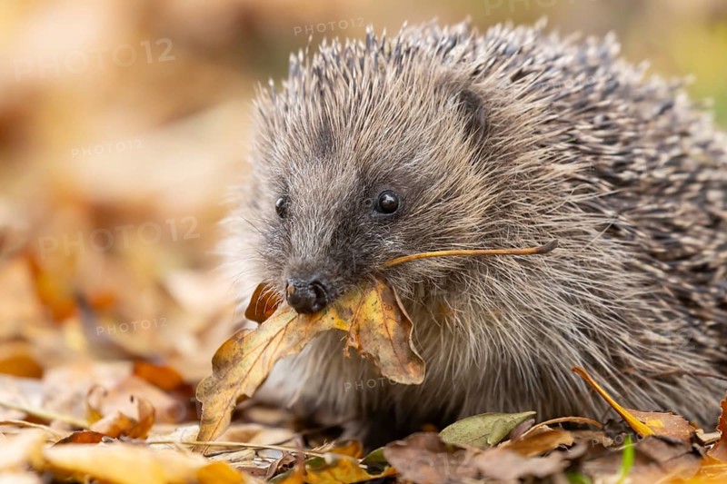 European hedgehog (Erinaceus europaeus) adult animal carrying a leaf in its mouth for bedding material during hibernation on fallen autumn leaves in a garden, England, United Kingdom