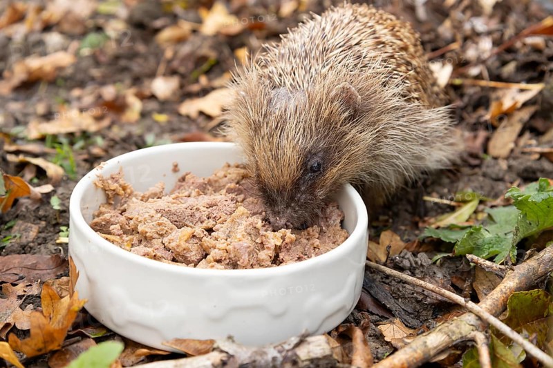 European hedgehog (Erinaceus europaeus) adult animal eating dog food from a pet bowl in a garden in autumn, England, United Kingdom