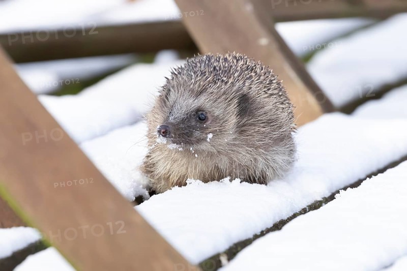 European hedgehog (Erinaceus europaeus) adult animal on snow covered garden wooden decking in winter, England, United Kingdom