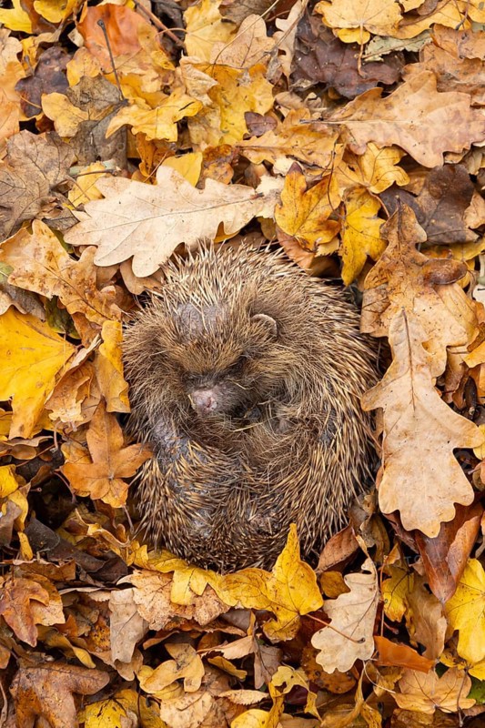 European hedgehog (Erinaceus europaeus) adult animal curled in a ball for hibernation on fallen autumn leaves in a garden, England, United Kingdom