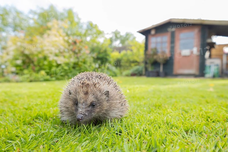 European hedgehog (Erinaceus europaeus) adult animal in a garden with a shed in the background in spring, England, United Kingdom