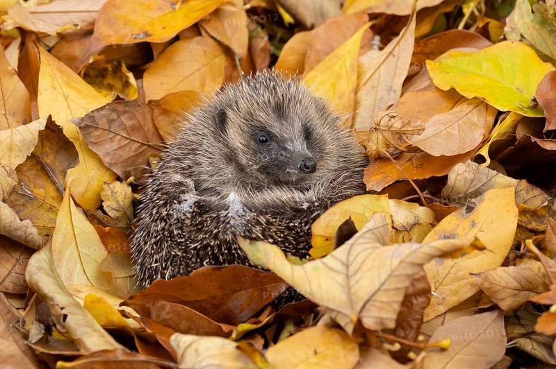 European hedgehog (Erinaceus europaeus) adult animal curled in a ball on fallen autumn leaves in a garden, England, United Kingdom