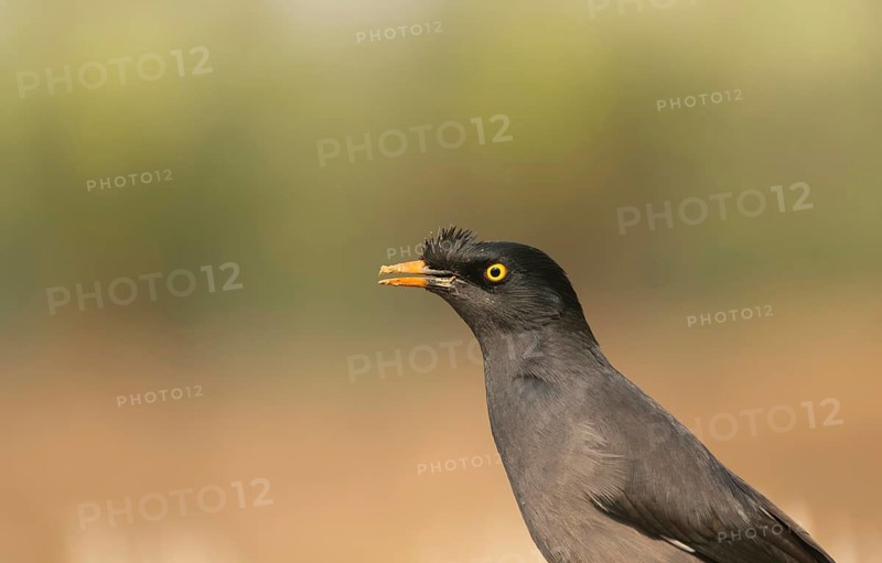 Close-up of a jungle myna (Acridotheres fuscus), Sreepur, Gazipur, Bangladesh