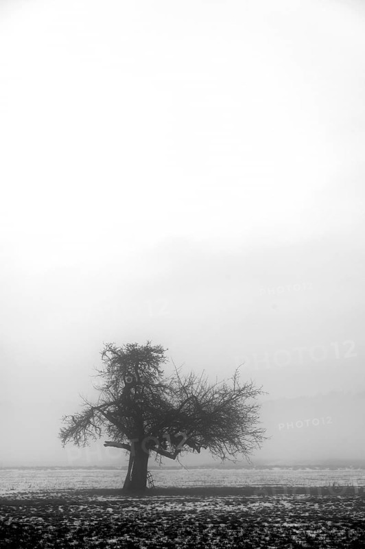 Fruit tree in winter in cloudy weather, black and white, Eckental, Middle Franconia, Bavaria, Germany