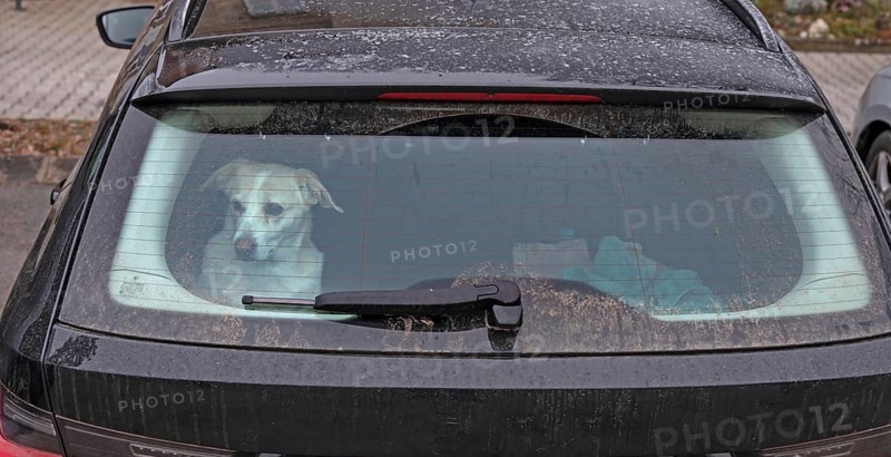 Waiting dog in the trunk of a car, Bavaria, Germany