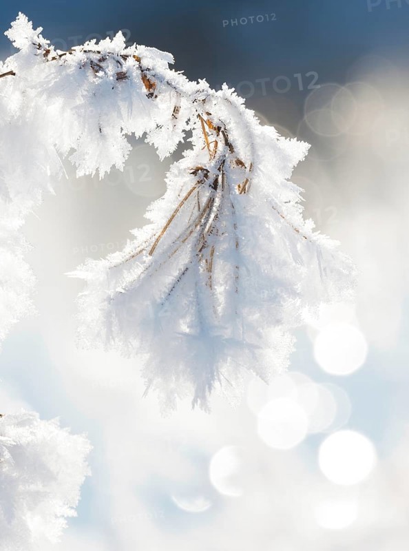 Close-up of ice crystals on a stalk, grass covered in hoarfrost, grasses, stalks, plants, wintery, close-up, close-up, macro, macro shot, frosty, sunny, frost, icy, close-up, wintery, structure, structures, detailed view, backlight, deserted, close-up, winter day, frost, cold, nature, white, ice structure, structures, winter, shimmering bokeh, light spots, light reflections, blurred background, Ilmenau FFH area, Lüneburg district, Lower Saxony, Germany