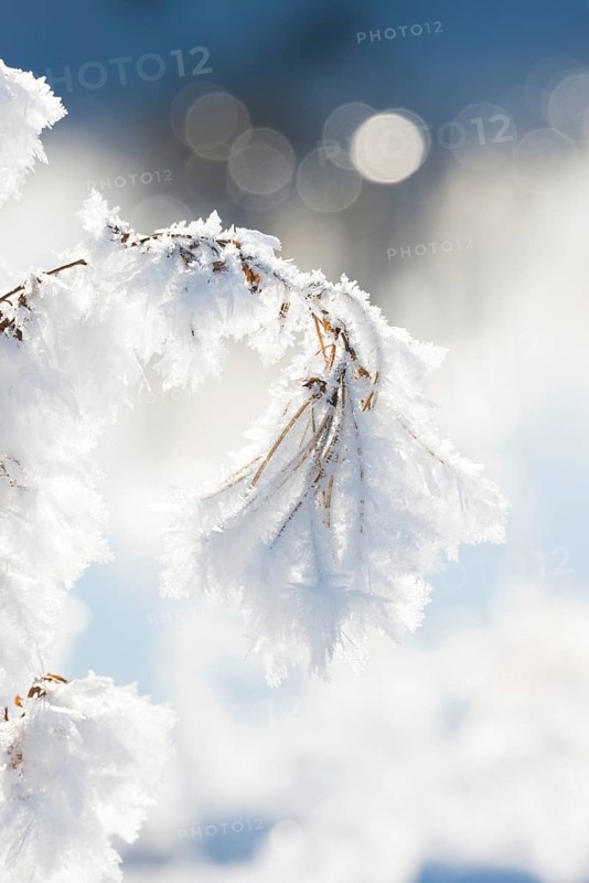Close-up of ice crystals on a stalk, grass covered in hoarfrost, grasses, stalks, plants, wintry, close-up, macro, macro shot, frosty, sunny, frost, icy, close up, close-up, bright, structure, structures, back light, deserted, close-up, winter day, frost, cold, nature, white, ice structure, structures, winter, bokeh, light spots, light reflections, blurred background, nature reserve, Ilmenau FFH area, Lüneburg district, Lower Saxony, Germany