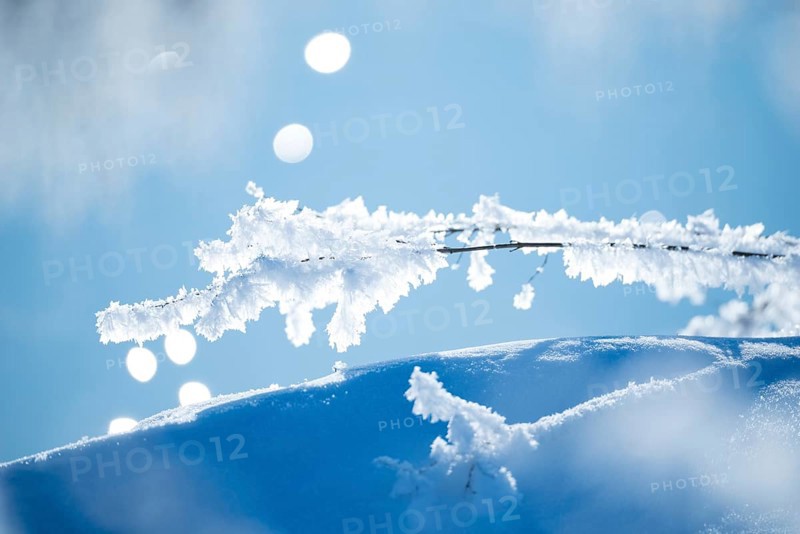 Close-up of ice crystals on a stalk, grass covered in hoarfrost over a snow-covered, hilly area, branches, stalks, wintery, close-up, close-up, macro, frosty, sunny, frost, icy, close-up, sunny, structure, structures, detailed view, back light, deserted, winter day, frost, cold, nature, shimmer, ice structure, structures, winter, bokeh, light spots, light reflections, background, nature reserve, Ilmenau FFH area, Lüneburg district, Lower Saxony, Germany