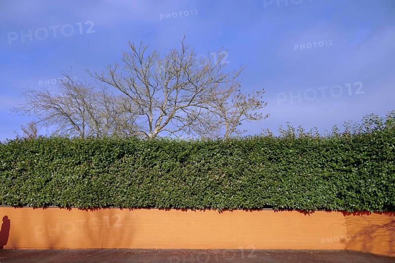 Laurel cherry hedge (Prunus laurocerasus) on an orange-coloured wall, Eckental, Middle Franconia, Bavaria, Germany