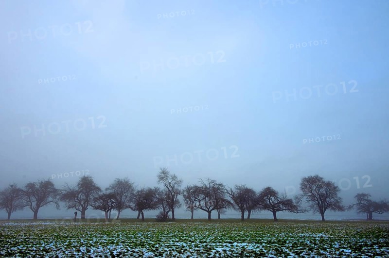 Fruit trees in winter when the weather is cloudy, Eckental, Middle Franconia, Bavaria, Germany