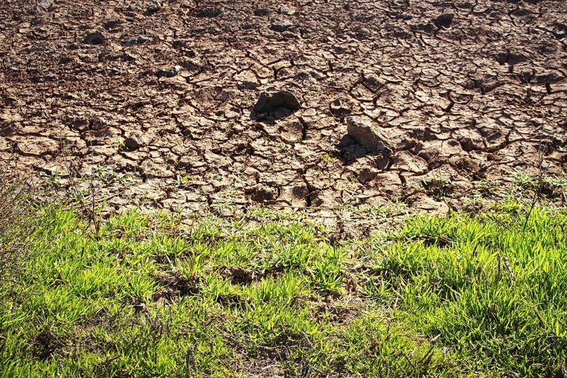 Contrast between dry, cracked soil and green grass on the edge, Playa Blanca Lanzarote