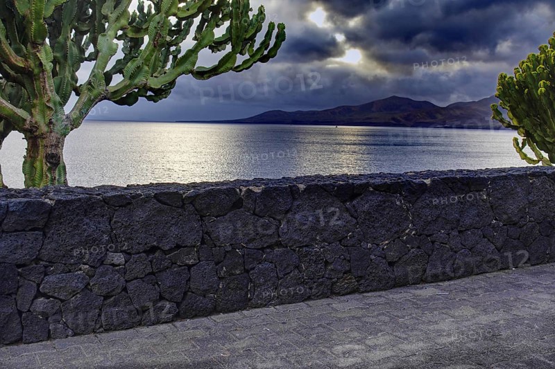 Cactus in front of a stone wall with a view of the dark sea and a cloudy sky in the background, Puerto del Carmen Lanzarote