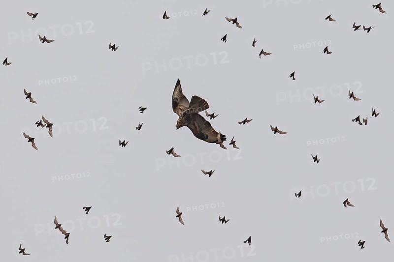 Wrinkle-lipped Bulldog Bat (Chaerephon plicatus), Wrinkle-lipped Free-tailed Bat, large flock flying in the sky at dusk together with Taiga Buzzard (Buteo japonicus) after swarming out of the daytime roost in rock caves, Khao Yai National Park, Thailand