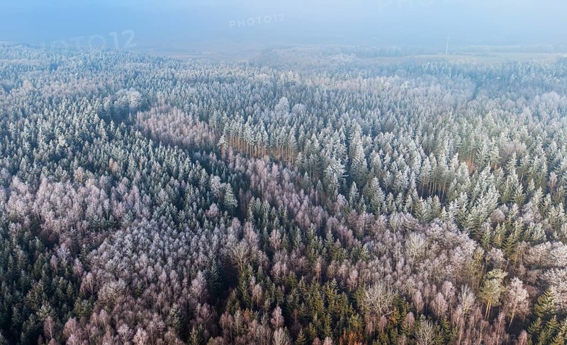 Winter forest aerial view of a mixed forest with spruces, pines, birches and beech trees covered with hoarfrost in winter sun, drone photography, Baden-Württemberg, Germany
