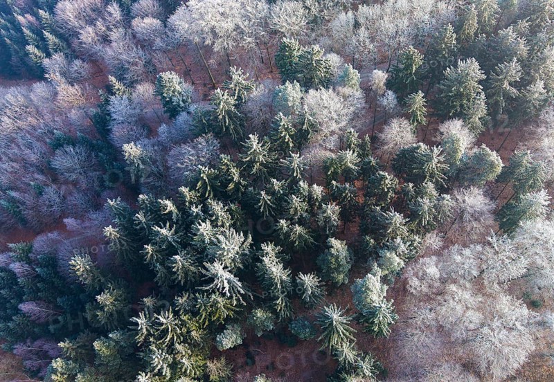 Winter forest aerial view of a mixed forest with spruces and beeches colored white from frost covered with hoarfrost in the winter sun, drone photography, Baden-Württemberg, Germany