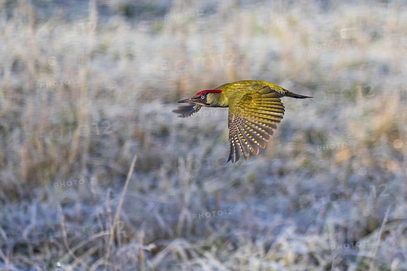 Green woodpecker (Picus viridis), flight picture of a flying green male with red head plate and outstretched wings over frosty, white frozen meadow in the sun in winter, Baden-Württemberg, Germany