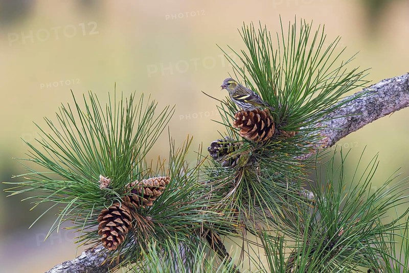 Siskin (Spinus spinus), adult bird sitting on a large pine cone between pine needles and eating seeds from the cone, Bavaria, Germany