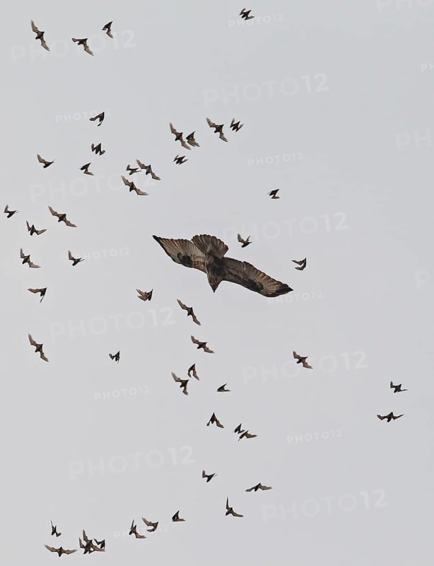 Wrinkle-lipped Bulldog Bat (Chaerephon plicatus), Wrinkle-lipped Free-tailed Bat, large flock flying in the sky at dusk together with Taiga Buzzard (Buteo japonicus) after swarming out of the daytime roost in rock caves, Khao Yai National Park, Thailand