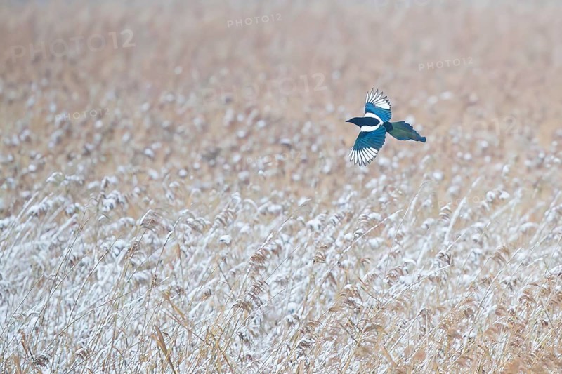 Magpie (Pica pica), adult bird in flight from above, flying with outstretched, shimmering blue and fluorescent wings over white snow-covered reeds, Baden-Württemberg, Germany
