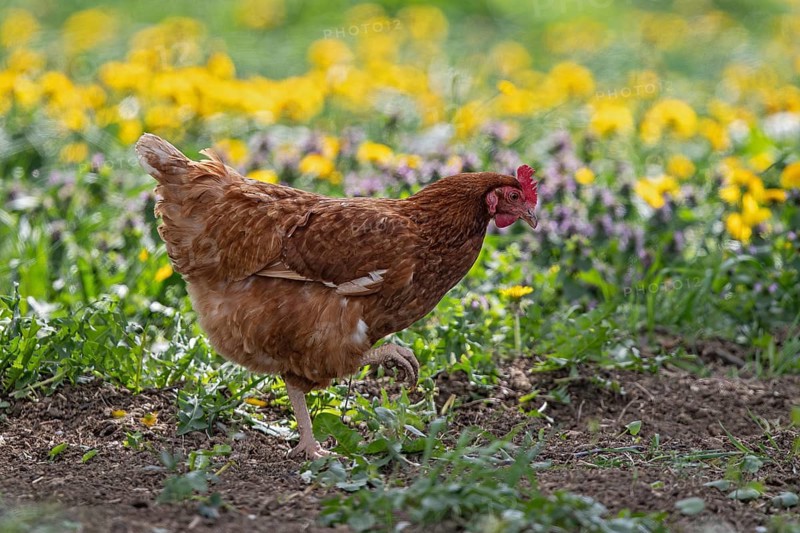 Domestic hen (Gallus gallus domesticus), brown hen in free range runs on farm through yellow flowering meadow with dandelion (Taraxacum officinale) in the sun, Baden-Württemberg, Germany