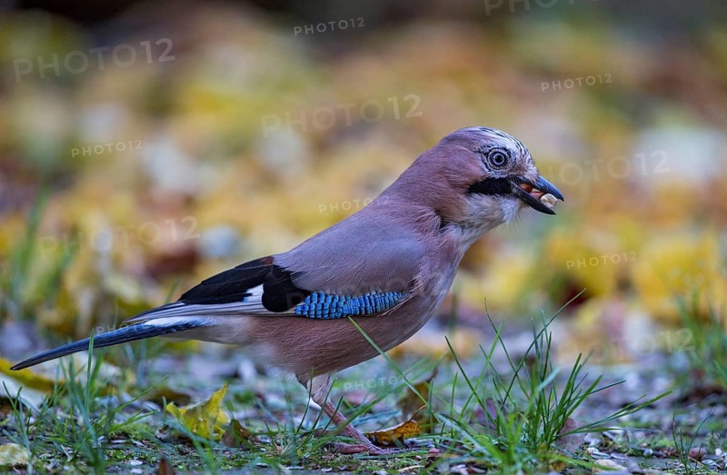 Eurasian jay (Garrulus glandarius), close-up, adult bird with nuts in its beak foraging in colourful autumn leaves, Bavaria, Germany