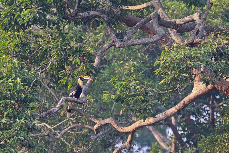 Double hornbill (Buceros bicornis), adult bird sitting alone on a branch in a treetop of a huge deciduous tree in the rainforest, Khao Yai National Park, Thailand