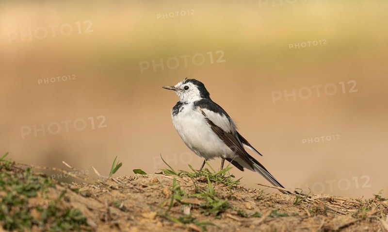 A white wagtail (Motacilla alba) stands on the ground against a blurred background, Sreepur, Gazipur, Bangladesh