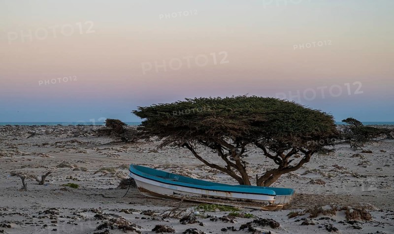 Fishing boat standing under tree, sunset on the coast near Khahil, Oman
