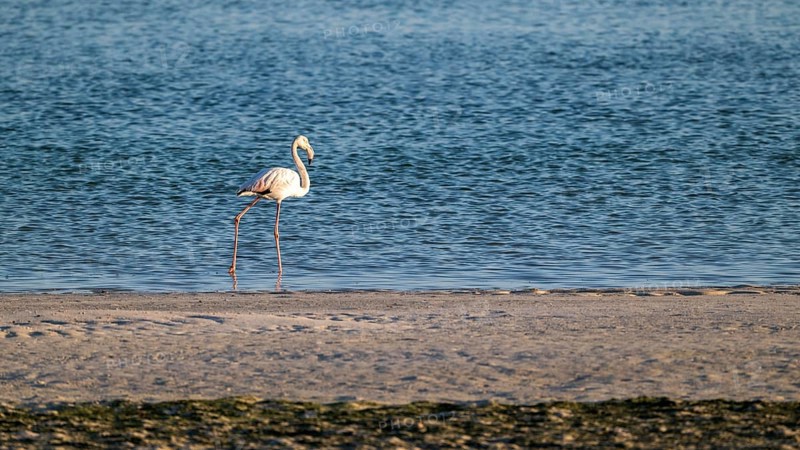 Flamingo (Phoenicopteridae) foraging, Oman
