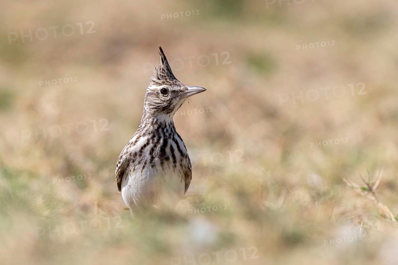 Crested Lark (Galerida cristata), lagoon near Salalah, Oman