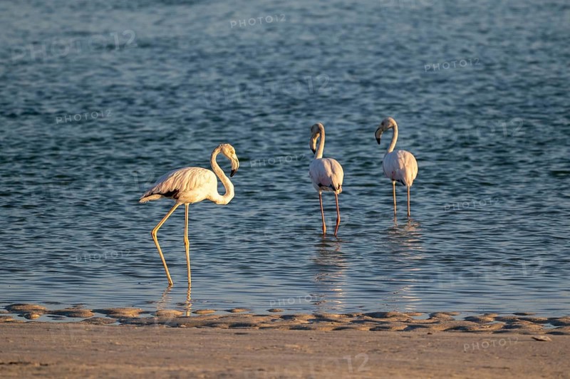 Flamingos (Phoenicopteridae) foraging for food, Oman