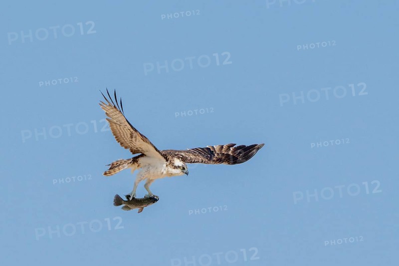 Osprey (Pandion haliaetus) with fish in its talons, lagoon near Salalah, Oman
