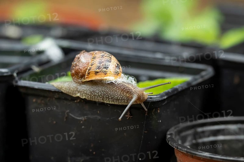 Garden snail (Cornu aspersum) adult gastropod molluscs on a garden plant pot in summer, England, United Kingdom