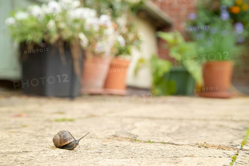 Garden snail (Cornu aspersum) adult gastropod molluscs on a garden patio in summer, England, United Kingdom