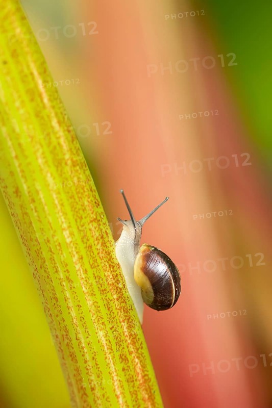 Striped snail (Cernuella virgata) adult gastropod molluscs on a garden rhubarb vegetable plant plant stem in summer, England, United Kingdom