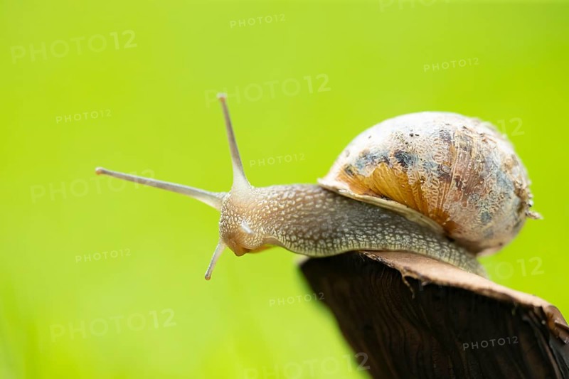 Garden snail (Cornu aspersum) adult gastropod molluscs on a fungi in summer, England, United Kingdom