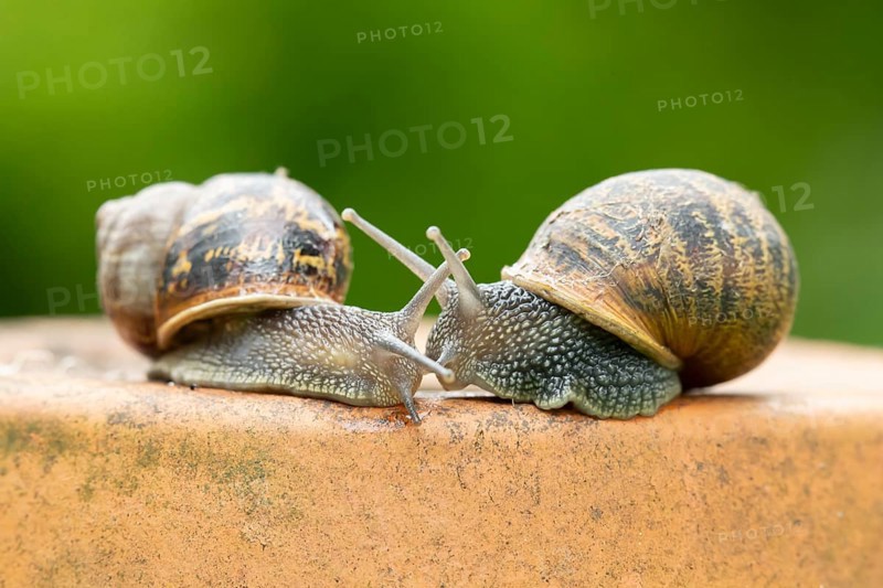 Garden snail (Cornu aspersum) two adult gastropod molluscs on a garden plant pot in summer, England, United Kingdom