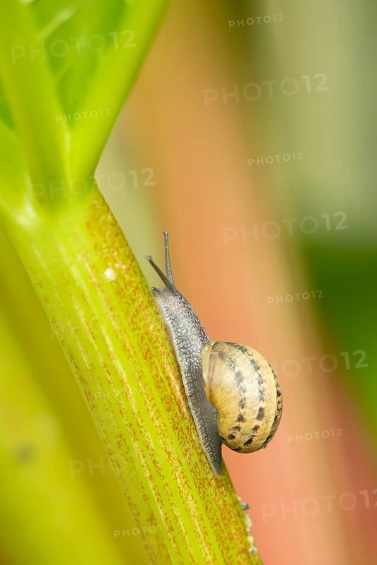 Garden snail (Cornu aspersum) adult gastropod molluscs on a garden rhubarb vegetable plant stem in summer, England, United Kingdom