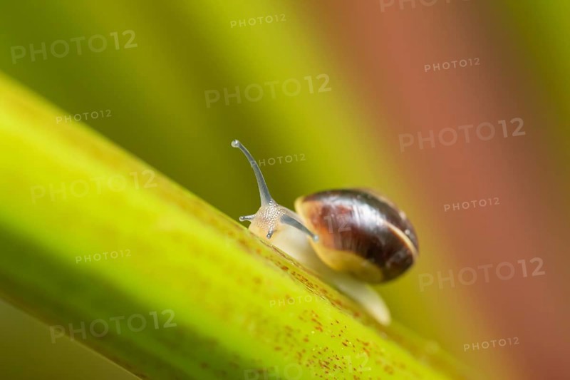 Striped snail (Cernuella virgata) adult gastropod molluscs on a garden rhubarb vegetable plant plant stem in summer, England, United Kingdom