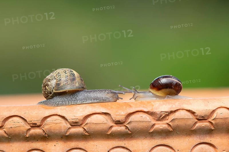 Garden snail (Cornu aspersum) and Striped snail (Cernuella virgata) two adult gastropod molluscs on a garden plant pot in summer, England, United Kingdom