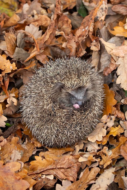 European hedgehog (Erinaceus europaeus) adult animal curled up in a ball on fallen autumn leaves in a garden, England, United Kingdom
