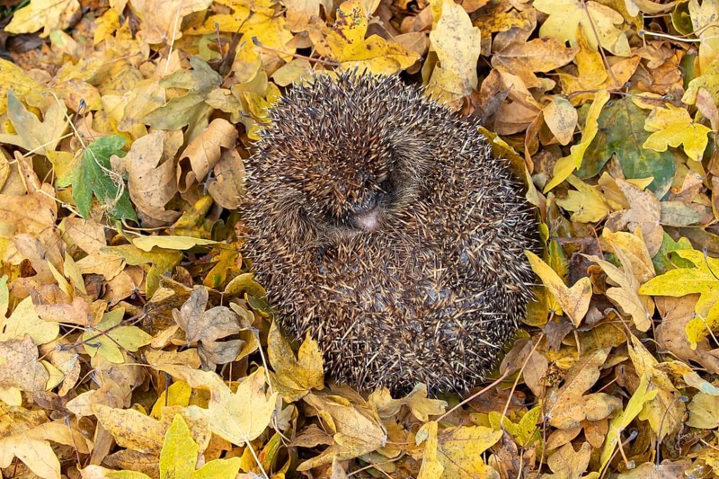 European hedgehog (Erinaceus europaeus) adult animal sleeping curled up in a ball during hibernation on fallen autumn leaves in a garden, England, United Kingdom