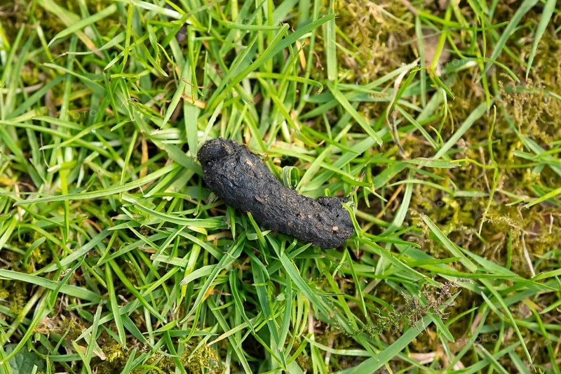 European hedgehog (Erinaceus europaeus) adult animal poo or dung or scat on a garden grass lawn, England, United Kingdom